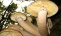 The 400 ton mushroom covered the American forest
