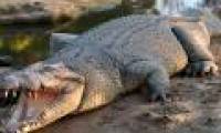 The 4.2-meter monster crocodile traps Australian hunters