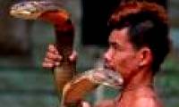 The 4-meter-long tiger bears a severe illness when biting an Indonesian mutant
