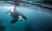 The 5 reasons why killer whales are 'cold-blooded' geniuses of the ocean