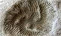 The 550-million-year-old mysterious creature reveals strange evolution on Earth