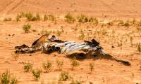 The 6th Great Extinction is happening much faster than any prediction, entirely human error