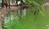 The algae erupted heavily in Hoan Kiem Lake after dredging