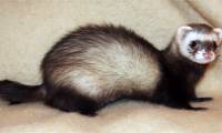 The amazing weasel must have sex or it will die.