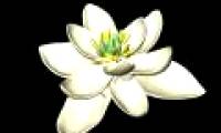 The ancestors of flowers are bisexual plants