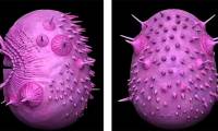 The angry Minion-like anusless creature is not the earliest ancestor of mankind