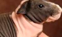 The animals 'baldness' are both cute and funny