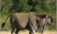 The antelope exhibits strength through the knee