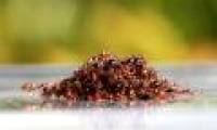 The ants build rafts on the water