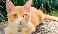 The appearance of a 'diamond-eyed' cat has many Thai people buying lottery tickets, what is the truth?