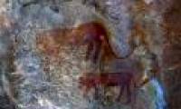 The assertive cave picture on Earth once existed in the hybrid bison