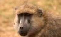 The baboon, 'the baby rooster'