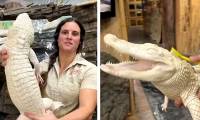 The baby alligator laughs happily when it is scratched at the right itch, both precious and rare because of its special features on the body