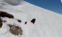 The baby bear climbs the tall snow mountain causing a storm