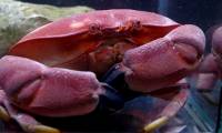 The beautiful crab is exactly like the Doraemon donut, but no one dares to eat it