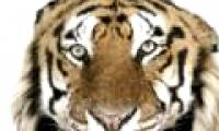 The beauty of Asia 's lord of the jungle in feather colors