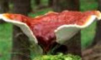 The beauty of Ganoderma