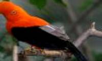 The beauty of the bird of choice is Peru's national flag