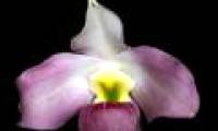 The beauty of Vietnamese orchid flowers