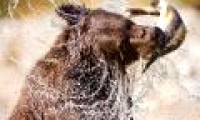 The bigger the brain, the better the reflex ability of predators