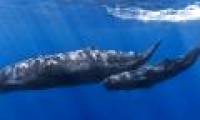 The biggest brain on the planet of sperm whale