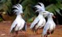 The bird is dubbed 'ghost forest', has a 'jackpot' crest