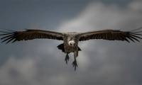 The bird set the record for the highest flight on the planet
