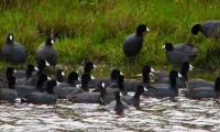 The bird species that was once 'offered to the king' has now become a rare, nutritious and expensive dish.