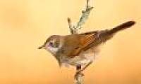 The bird's migration distance is long