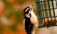 The bird's right eye sees through the Earth's magnetic field