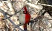 The bisexual cardinal bears a half male and a half body