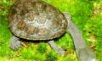 The bizarre appearance of snake neck turtles