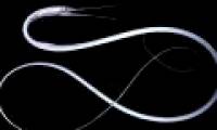 The bizarre fish has a beak like a bird, the anus is located in the ... throat