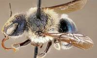 The blue-green beetle that became extinct reappeared after 4 years