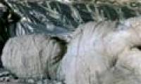 The boy found 'mummy' in the attic