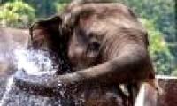 The brain is bigger, but why are elephants not smarter than humans?
