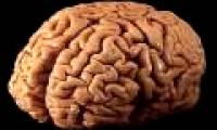 The brain of genius and idiot 95% alike
