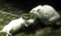 The brave mouse strangles the snake to save you