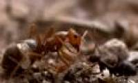 The brutal invasion of honey ant colonies
