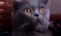 The cat collapsed into the chair when he smelled durian