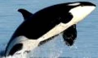 The cause of concern caused death killer whales washed ashore
