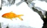 The cause of frozen water does not kill goldfish