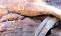 The cemetery is more than a million mummies in Egypt