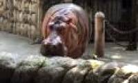 'The champion' lives the longest herbivore dies