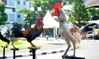 The chicken breed that symbolizes royal power 'laugh' like a human