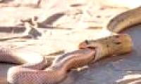 The cobra of the hungry prey swallowed the same kind