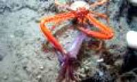 The colorful world under the Gulf of Mexico