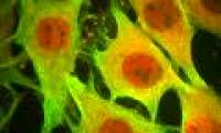 The compound promotes cell death and prevents cancer cells