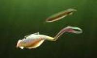 The constant debate about the 300 million-year-old Tully monster