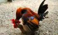 The 'contraceptive' way of hens